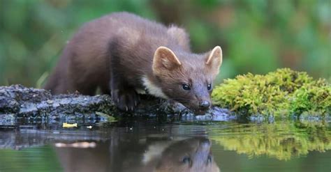 Pine Marten vs Least Weasel: What's the Difference? - A-Z Animals