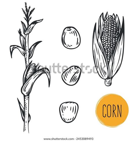 Hand Draw Corn Seeds Monochrome Sketch Stock Vector Royalty Free