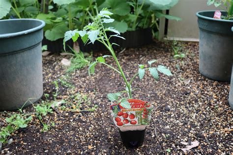 トマトの植え付け（430） トマトの菜園＆天文ライフ