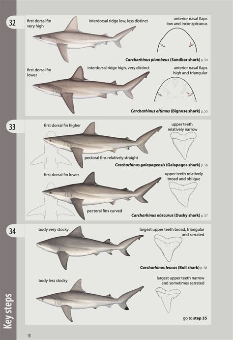 Sharks And Rays Easy To Identify In New Field Guide Ffas Tunapacific