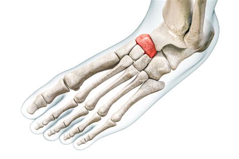 Tarsals Anatomy