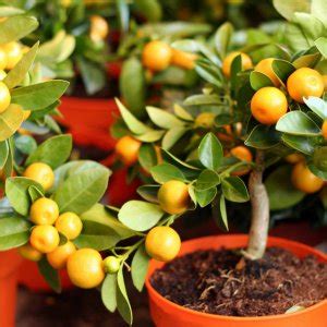 Как вырастить мандарин из косточки у себя дома