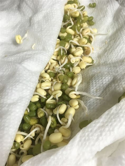 How To Sprout Green Mung Beans Banyan Botanicals