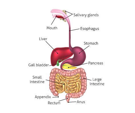 key steps  assess  gut cindy