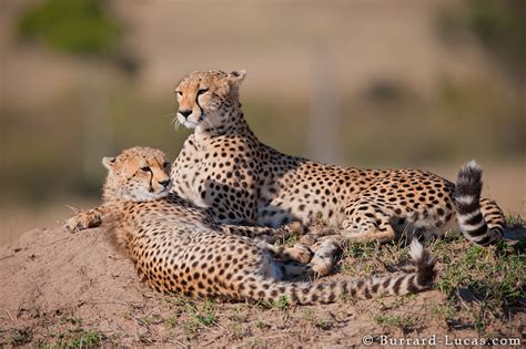 Two Cheetahs Burrard Lucas Photography