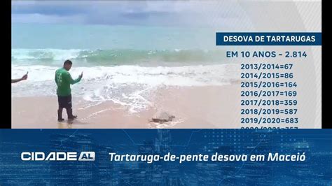 Tartaruga De Pente Desova Em Maceió Saiba O Que Fazer Para Ajudar Na