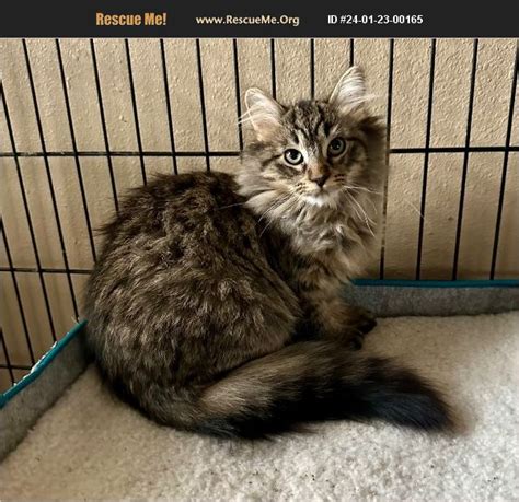 Adopt 24012300165 ~ Maine Coon Rescue ~ Los Angeles Ca