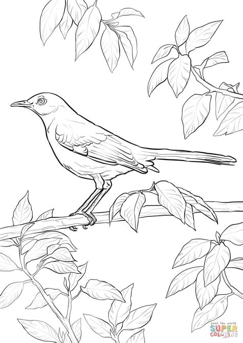 Northern Mockingbird Coloring Page Free Printable Coloring Pages