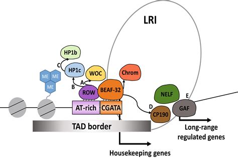 The Chromatin Factor Row Cooperates With Beaf‐32 In Regulating Long