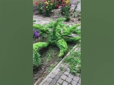 Лепестки из можжевельника🌱 - YouTube