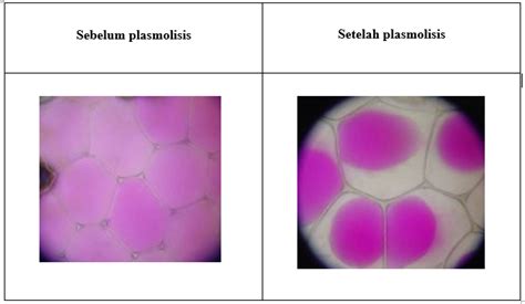 Plasmolisis Dan Deplasmolisis Unity Of ScienceUnity Of Science