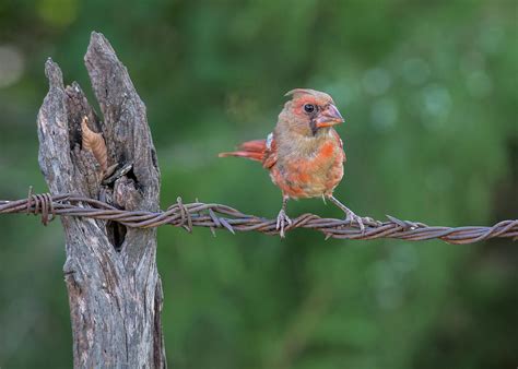 Juvenile Northern Cardinal Photograph By Larry Pacey Fine Art America