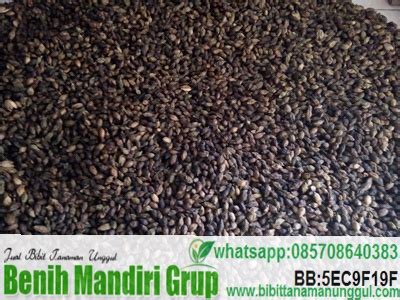 Jual Biji Ketapang Kencana Bibit Tanaman Unggul