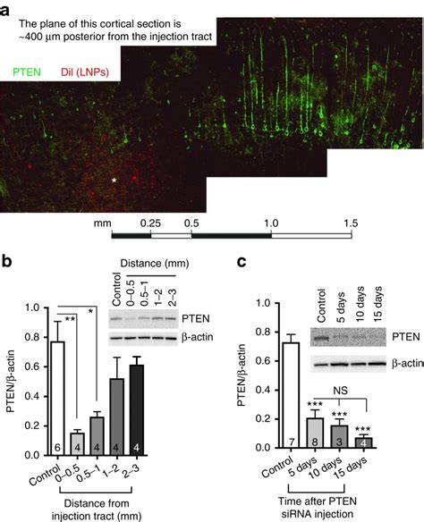 Distance Profile And Time Course Of Protein Knockdown In Vivo A