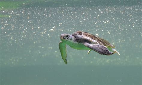 Premium Photo | Turtle swimming in sea