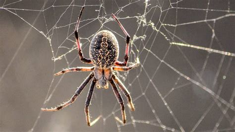 Significado De Aranhas Descubra As Vantagens E Emo Es Do Mundo Das