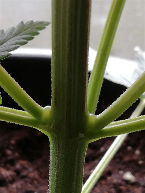 What Sex Is My Plant Grow Question By Imbatman GrowDiaries