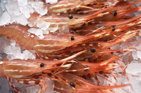 American Shrimp Types Wild Caught And Farmed