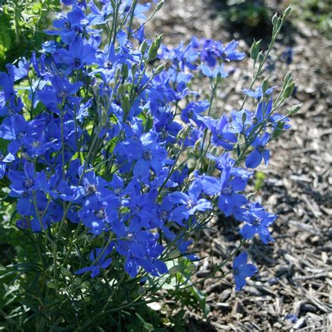 Delphinium 'Blue Mirror' Delphinium from Sandy's Plants