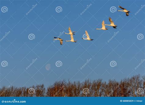 Swans Fly Moon Sky Birds Stock Image Image Of Blue Background 68885829