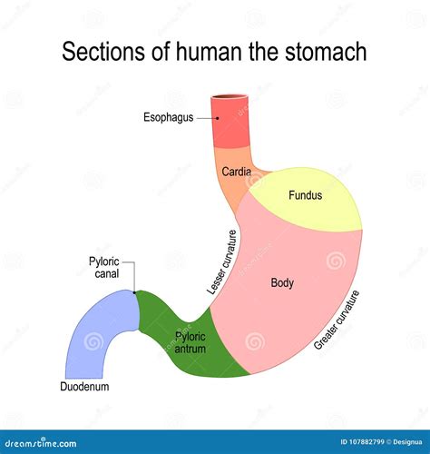 Anatomy Of The Human Stomach Diagram