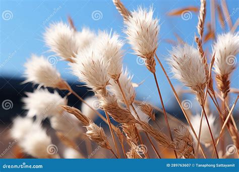 Dry Grass On Blue Sky Background Shallow Depth Of Field Stock Image Image Of Horizontal