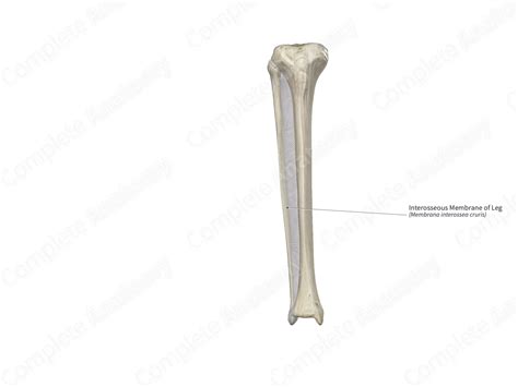 Interosseous Membrane of Leg | Complete Anatomy