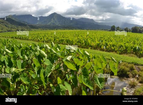 Taro Plantation Hi Res Stock Photography And Images Alamy