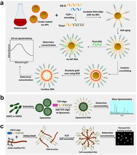 Spherical Nucleic Acids Encyclopedia MDPI