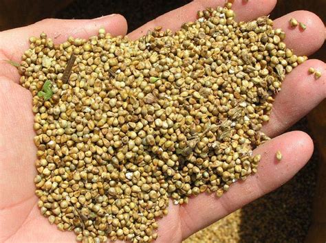 Natural Common Millet Seeds For Cattle Feed Cooking Variety