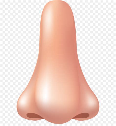 Nose Human Nose Png Png Download 572754 Free Transparent Png