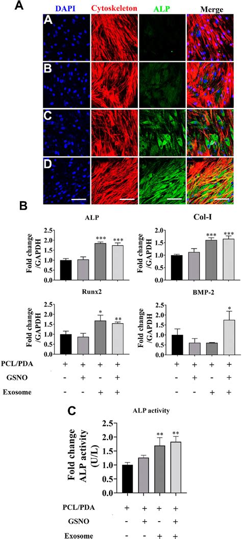 The Effect Of Different Scaffolds On The Osteogenic Differentiation Of Download Scientific