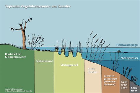 Lebensraum Stillgewässer