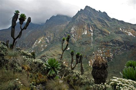 Montañas Ruwenzori Nomadatrek