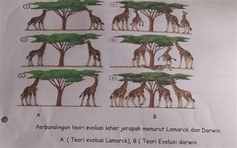 Perbandingan Teori Evolusi Leher Jerapah Menurut Lamarck Dan Darwin A