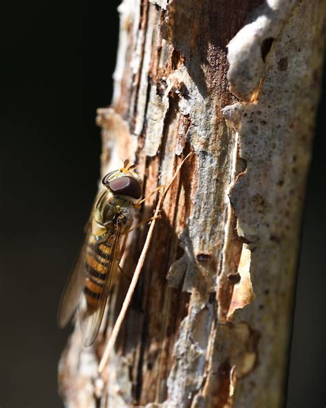 Marmalade Hoverfly Episyrphus Balteatus Michael Howard Flickr