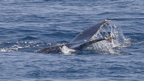 De Julio D A Mundial De Las Ballenas Y Los Delfines Onda Vasca