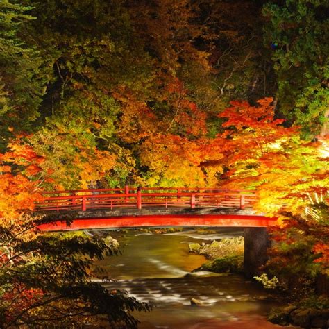 圧巻！この秋に見たい「夜の紅葉絶景」ランキング 1位は「青森県の中でも有数の紅葉の名所」 ライブドアニュース