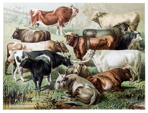 Herd Of Cattle Illustrations Royalty Free Vector Graphics And Clip Art