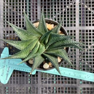 ตนมาเวยน Haworthia limifolia Shopee Thailand