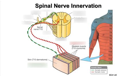 spinal nerve innervation diagram quizlet