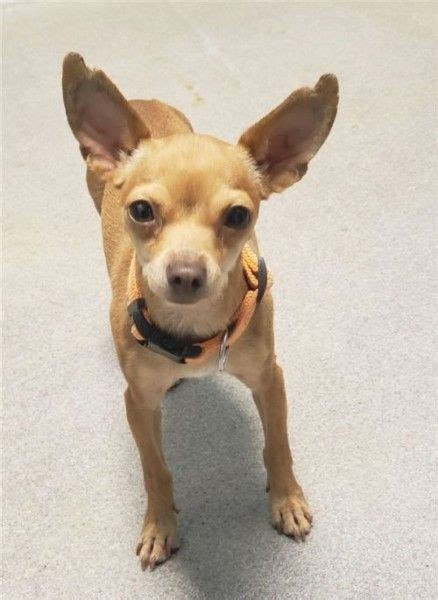 Chihuahua Rescue Dog for Adoption in Salt Lake City, Utah - *tink* in Salt Lake City, Utah ...