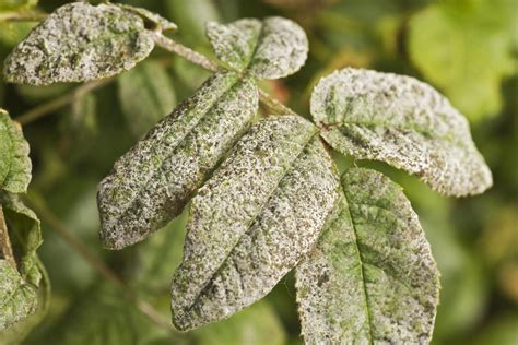 Using Milk For Powdery Mildew Control