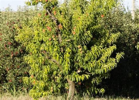 Plantes Del Nostre Entorn Arbres El Presseguer