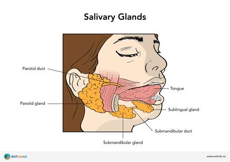 Salivary Glands Definition Types Location Size Ducts Off