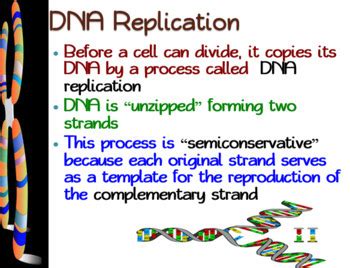 Chromosome & DNA Replication PowerPoint, Student Guided Notes, and Worksheet