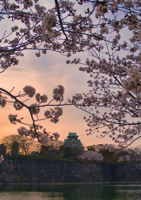 Cherry blossoms in Osaka Castle Park : r/japanpics