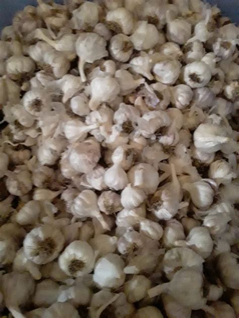 A Grade Fresh Garlic Desi Packaging Size Kg Garlic Size Mm At