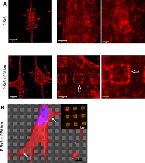 Actin Cytoskeleton Of Osteoblasts On Micropillars A On Plasma