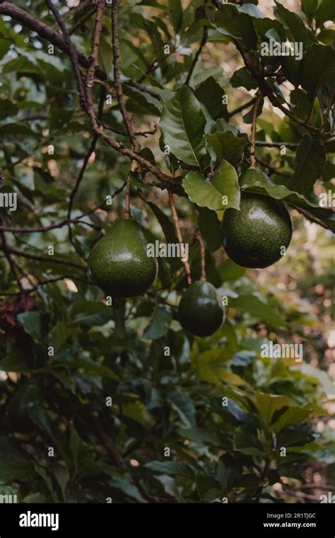 harvesting from the avocado tree Stock Photo - Alamy